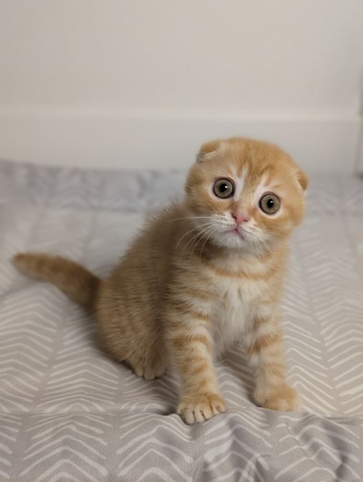 Шотландський хлопчик Вінні