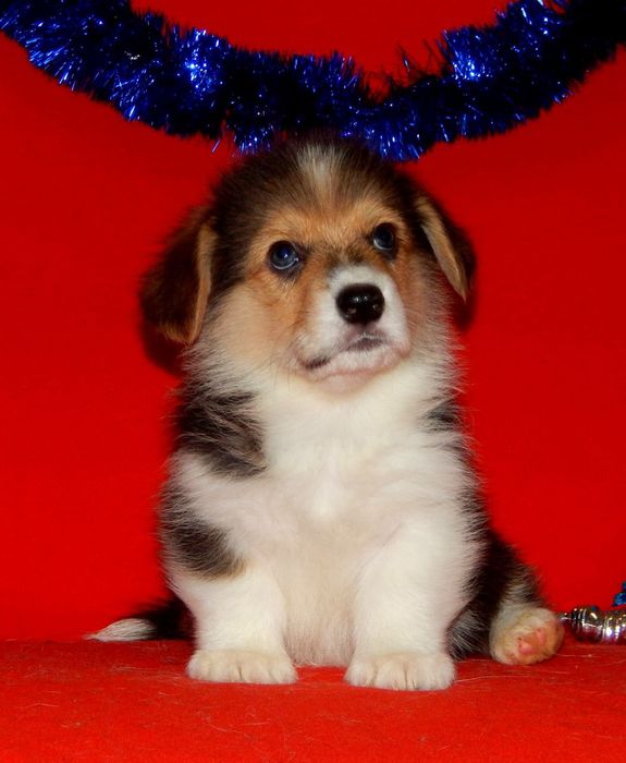 Триколор Вельш Корги Пемброк