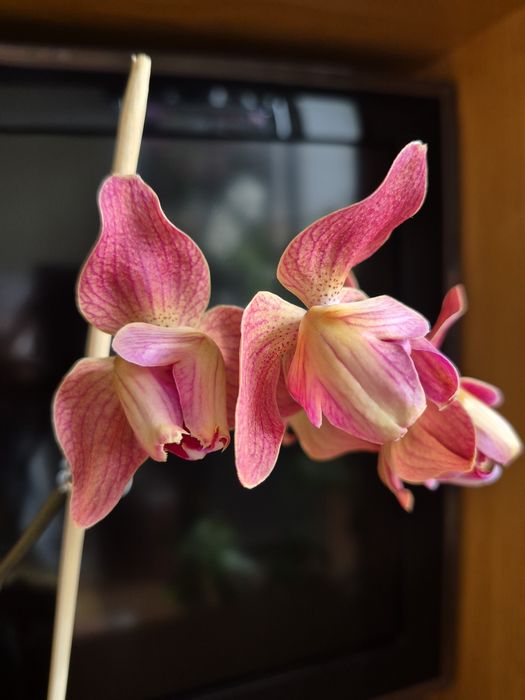 Орхидея  фаленопсис Chialin Rainbow.