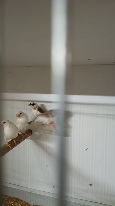 Sprzedam mewki japonskie