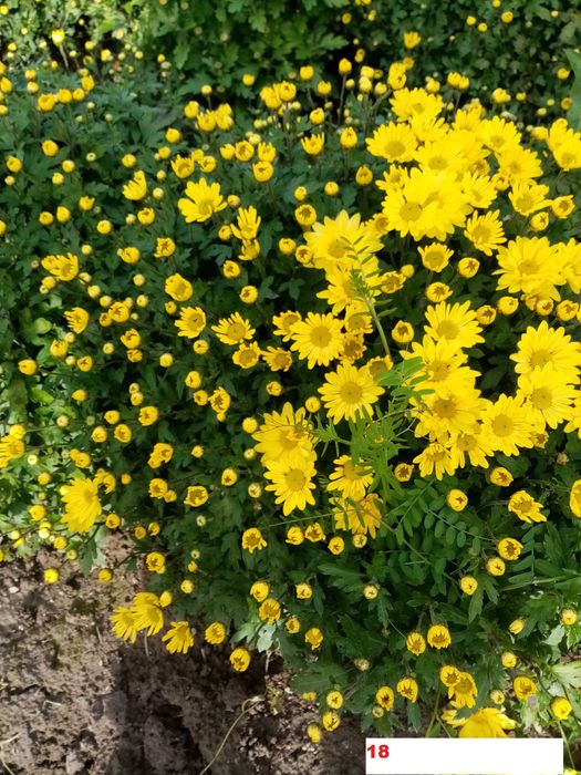 Хризантема мультифлора, саджанці