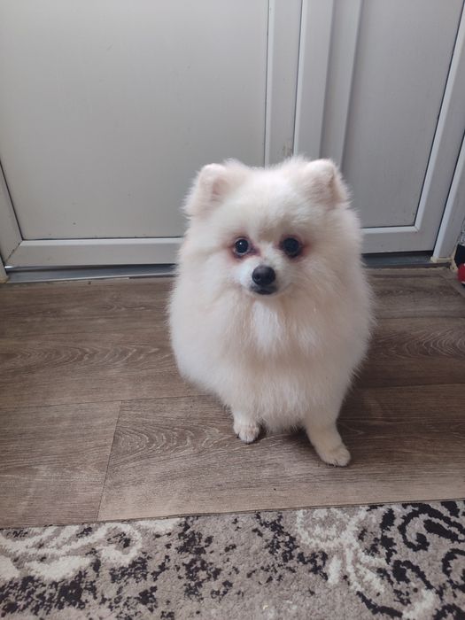 Померанський шпіц