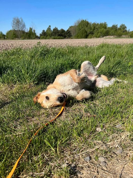 Energiczny Perez szuka odpowiedzialnego domu