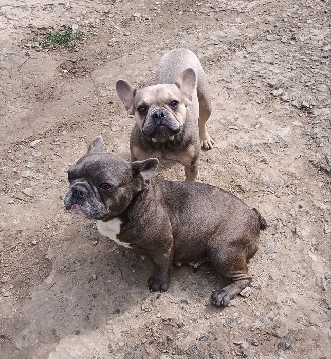 Пропонуємо французських бульдогів самки