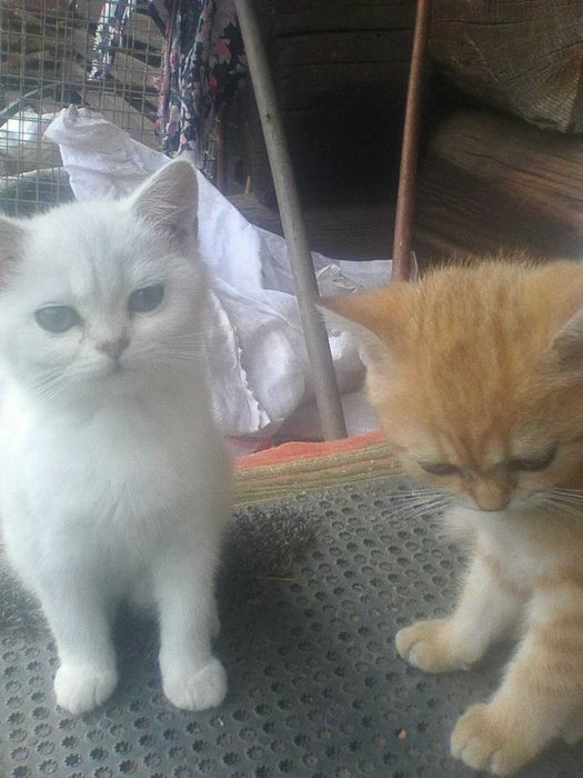 Котенята британської шиншили