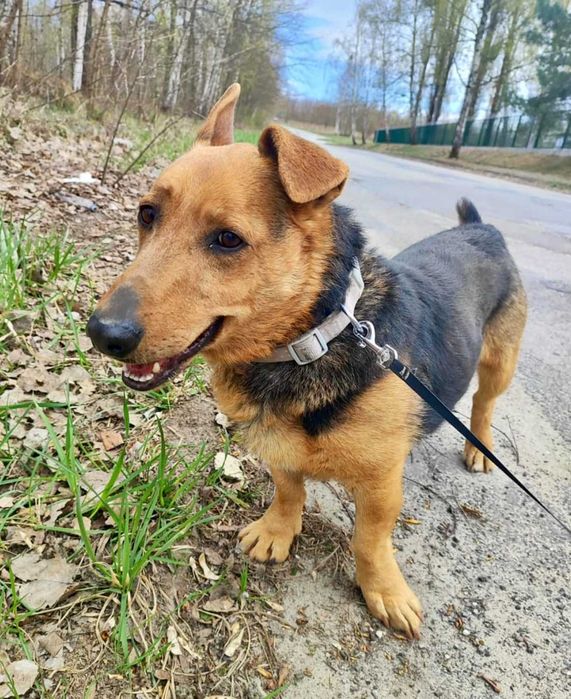 MISIU - pies do adopcji, szuka domu w całej Polsce!