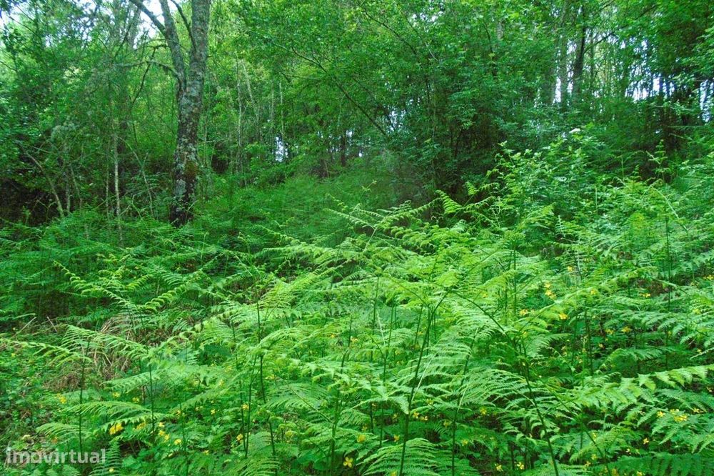 Terreno  para venda