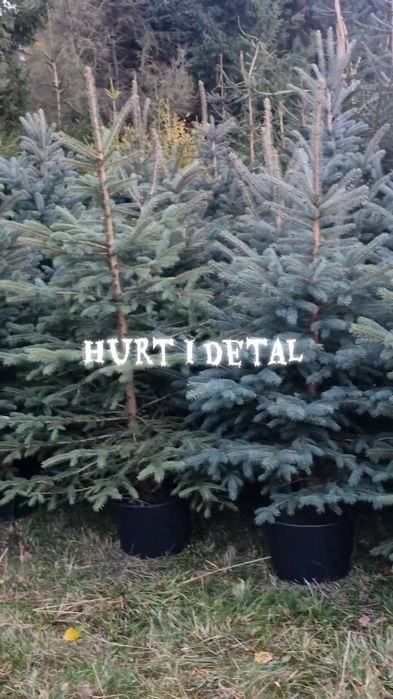 Choinka  hurt I detal