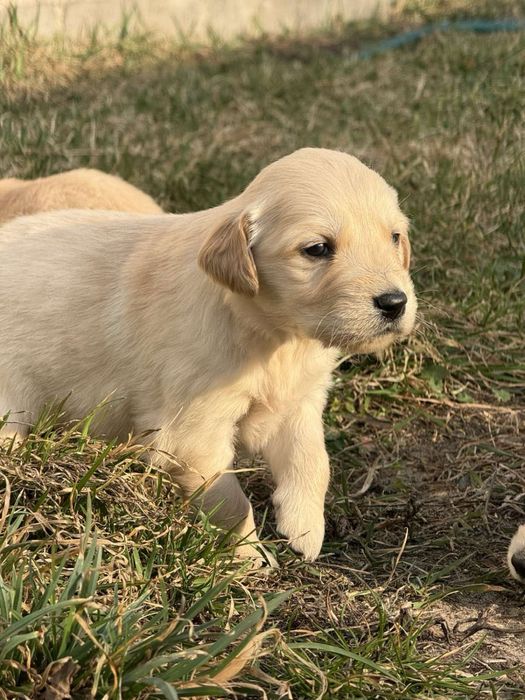 Цуценята золотистого ретривера