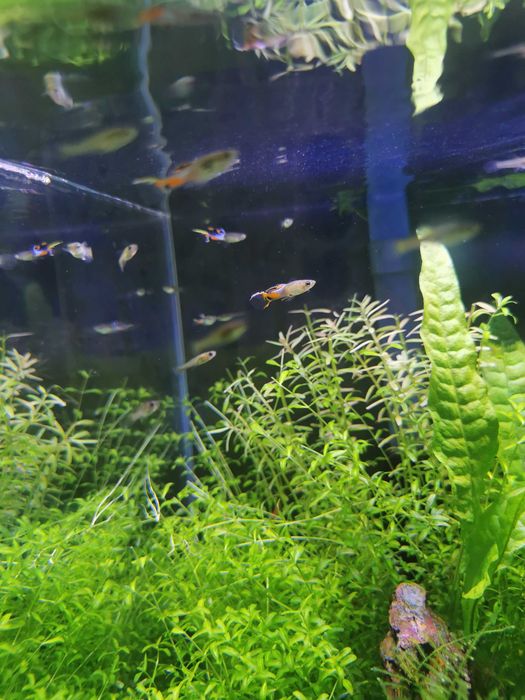 Guppy Endler lote 10un