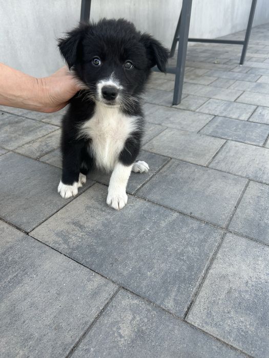 Border Collie Suczka