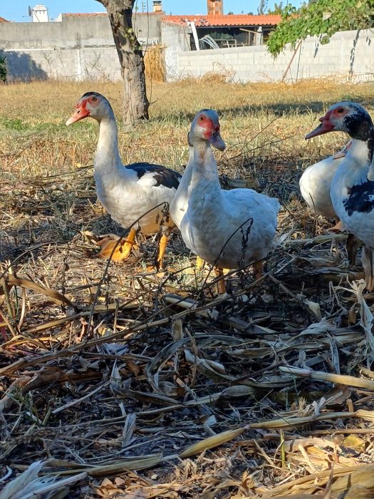 Patos/as para venda