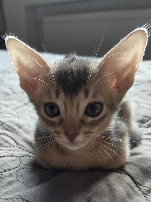 Абиссинские котята