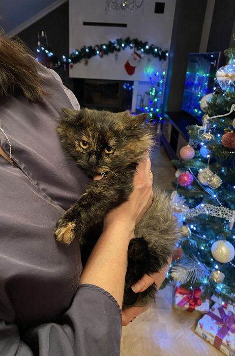 Віддаю котиків у добрі руки