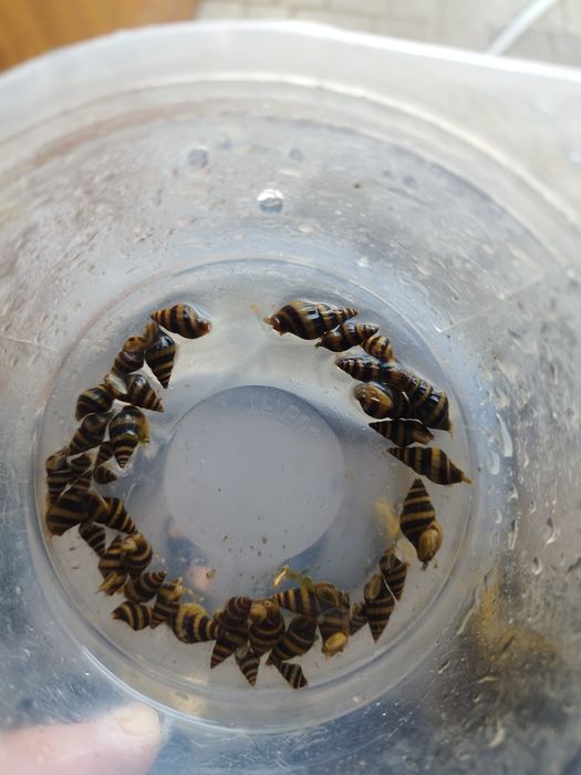 Ślimaki Helenka na inne ślimaki