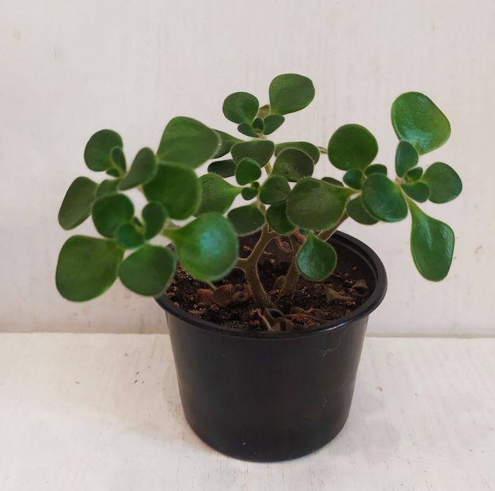 Аіхризон дерево кохання