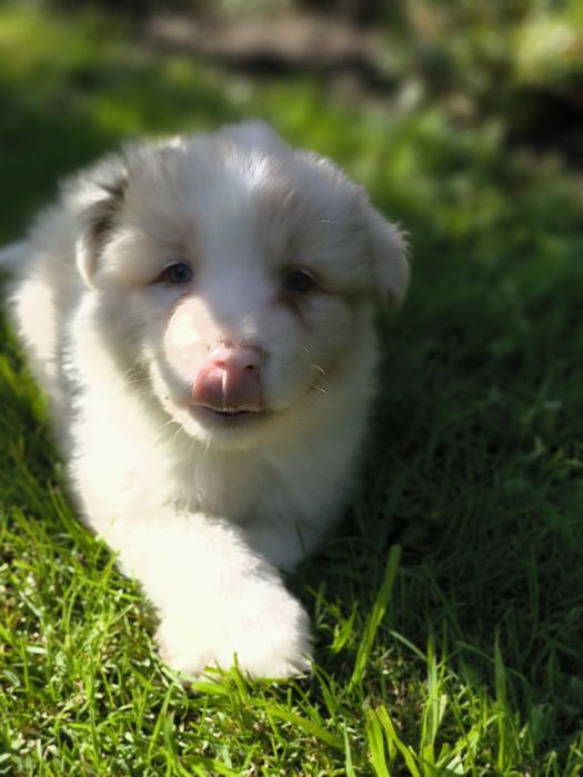 Border collie ZKWP FCI piesek red merle