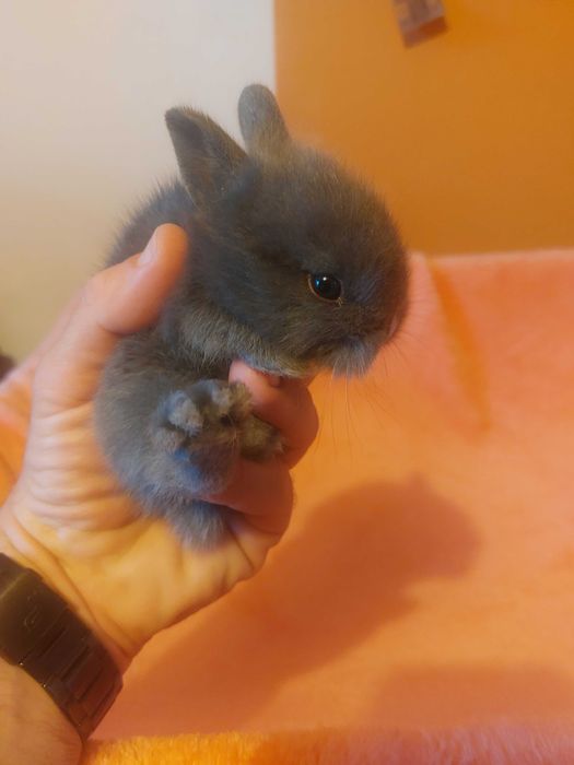 Króliczki niebieskie królik karzełek teddy