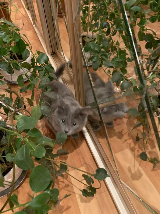 Віддам кошенят відповідальним людям