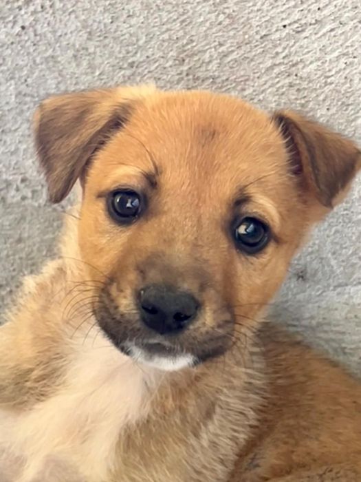 6 cachorros com 2 meses procuram família para a vida