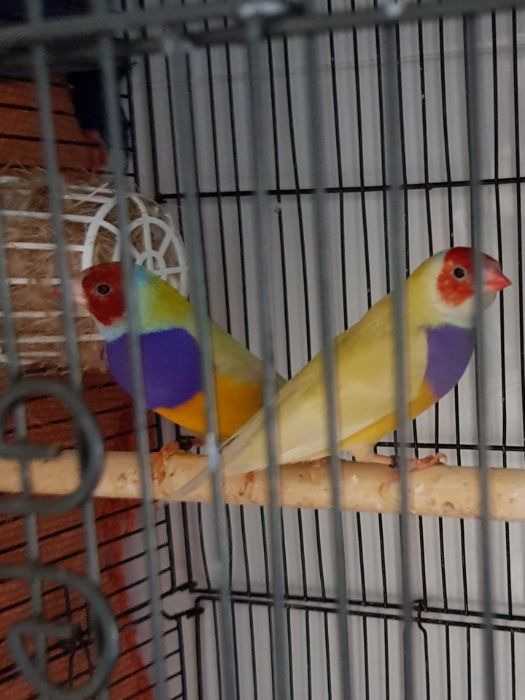 Vendo diamantes mandarins de bochecha preta