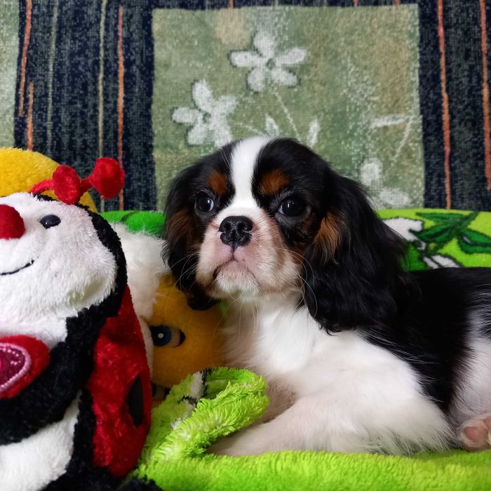 Кавалер кінг чарльз спаніель