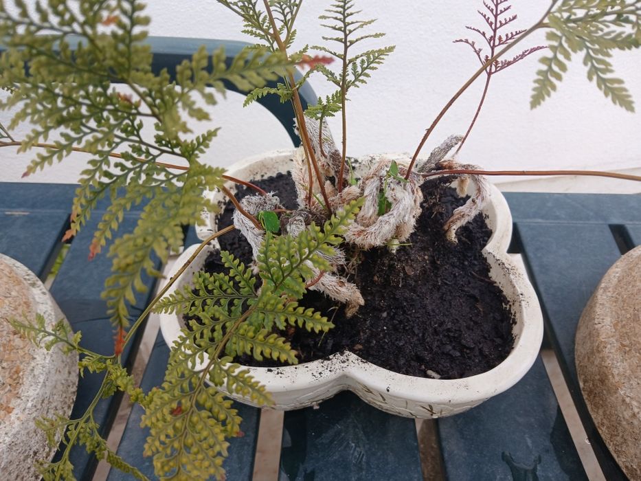 Ofereço  o vaso na compra da planta: samambaia pata de coelh