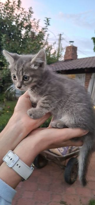 Котеня шукае родину