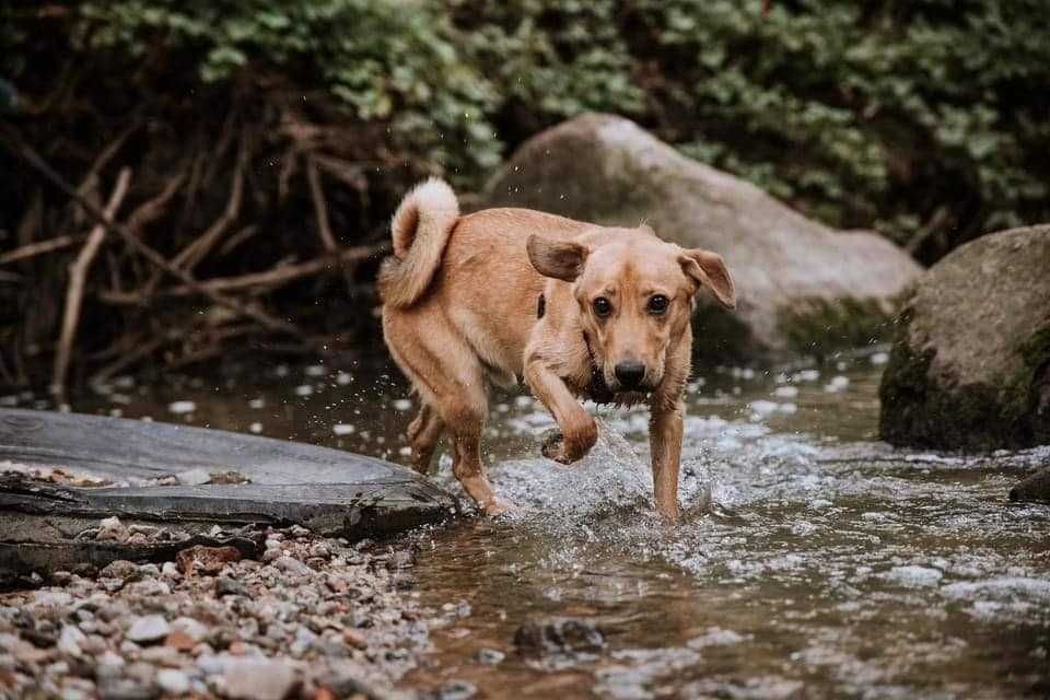 Cudowny Bej szuka kochającego domu!
