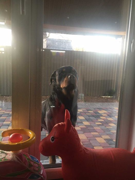 Ротвейлер Вязка Кобель Ковель