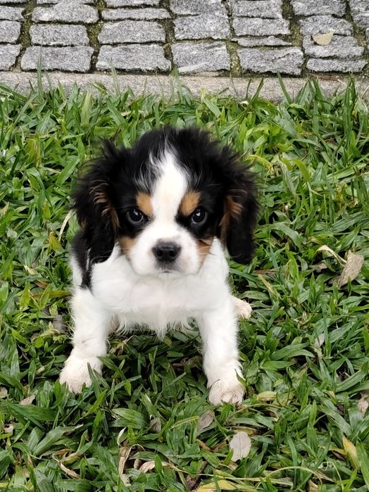 Cavalier King Charles Macho
