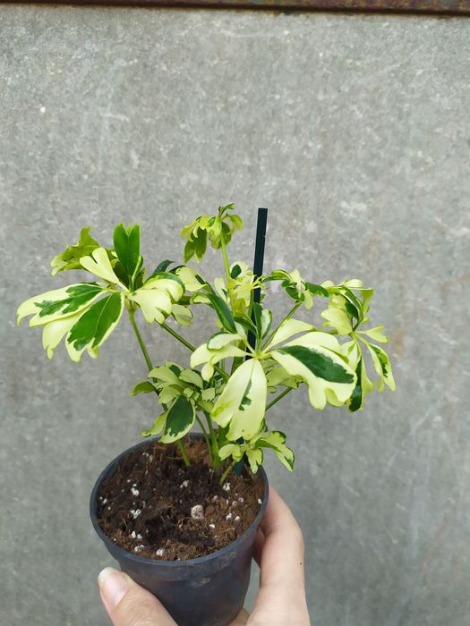 Шефлера Жанин Janine, антуріум, хойя