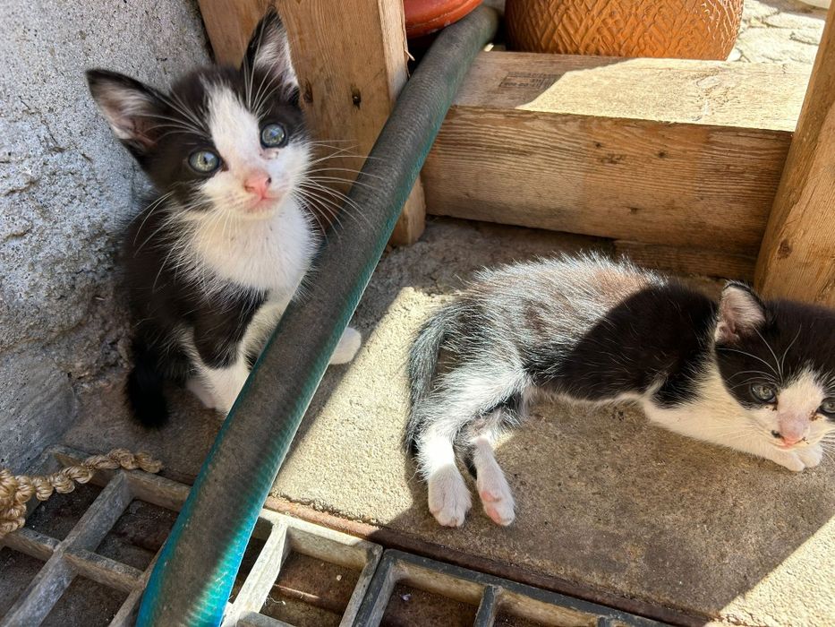 Gatinhos para dar