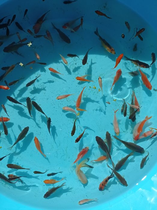 Kinguios cometas jovens