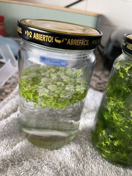 Plantas, troncos, peixes e camarões