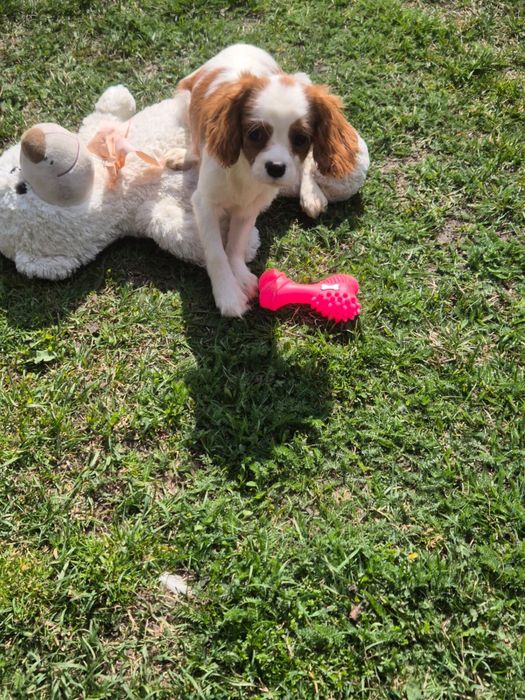 Cavalier King Charles Spaniel - piesek z kompletem szczepień