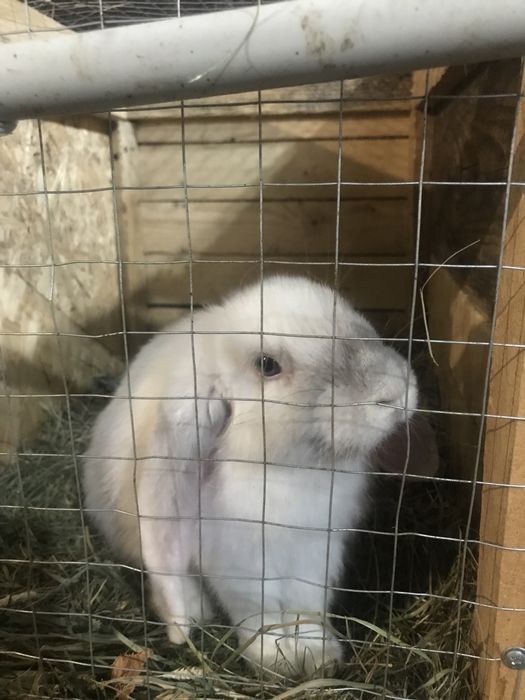 Продам кроликів.