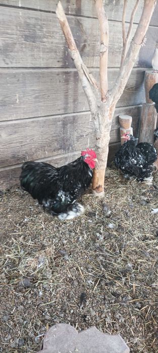 Kochin miniaturowy różne kolory