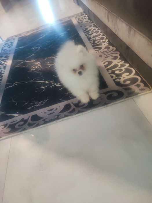 Piesek pomeranian