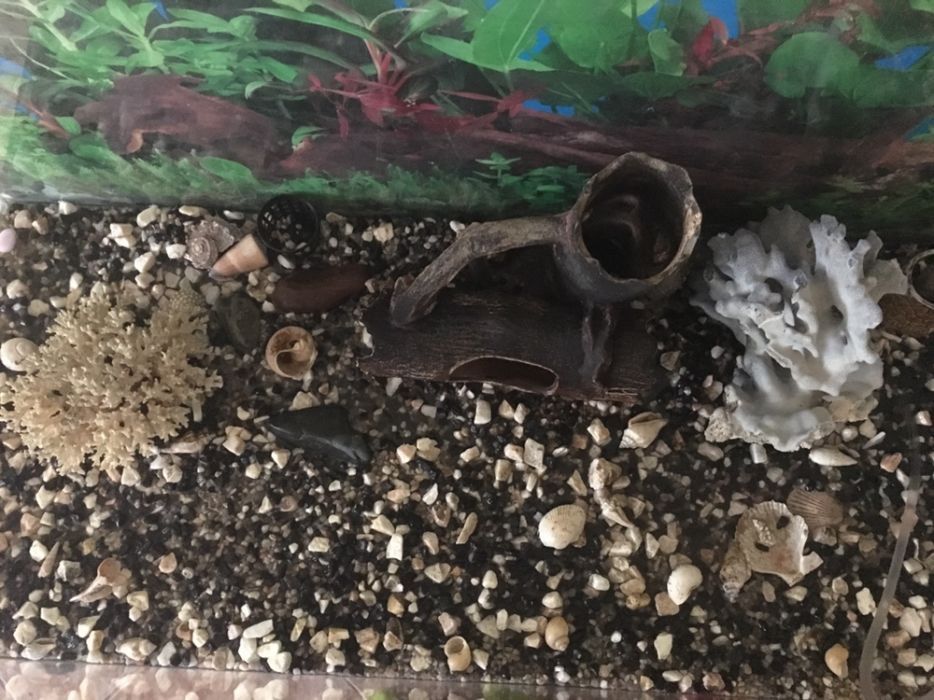 Акваріум для рибок