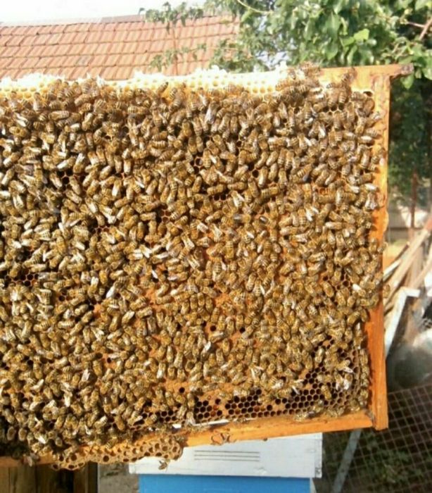 Продам бджоли, бджолопакети