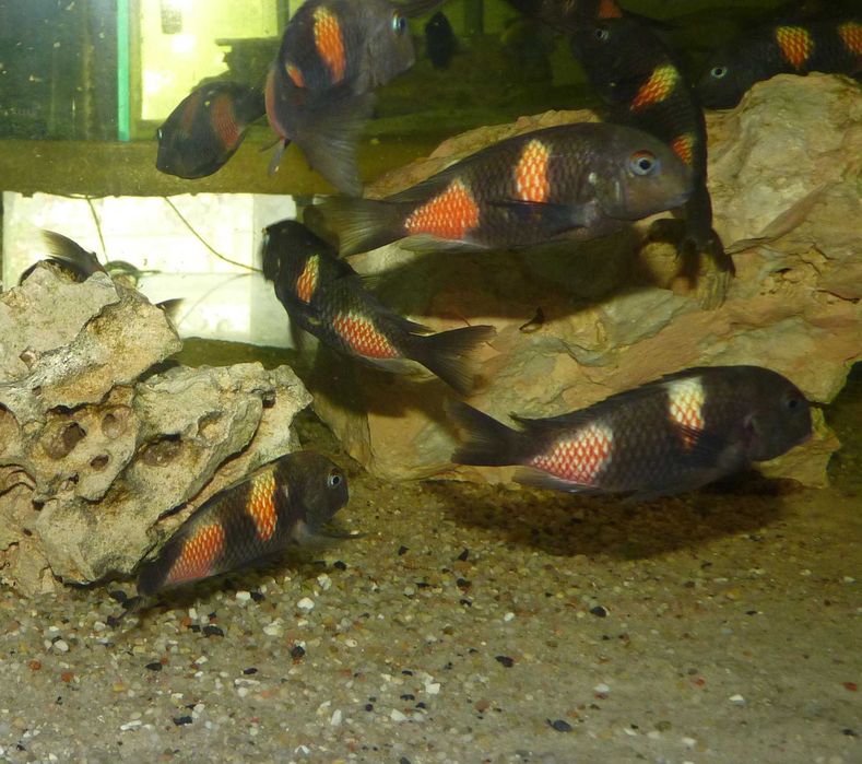 Tanganika Tropheus Bulu Point f1 bezp.transport certyfikat