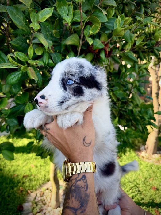 Excelente menino border collie olhos azuis