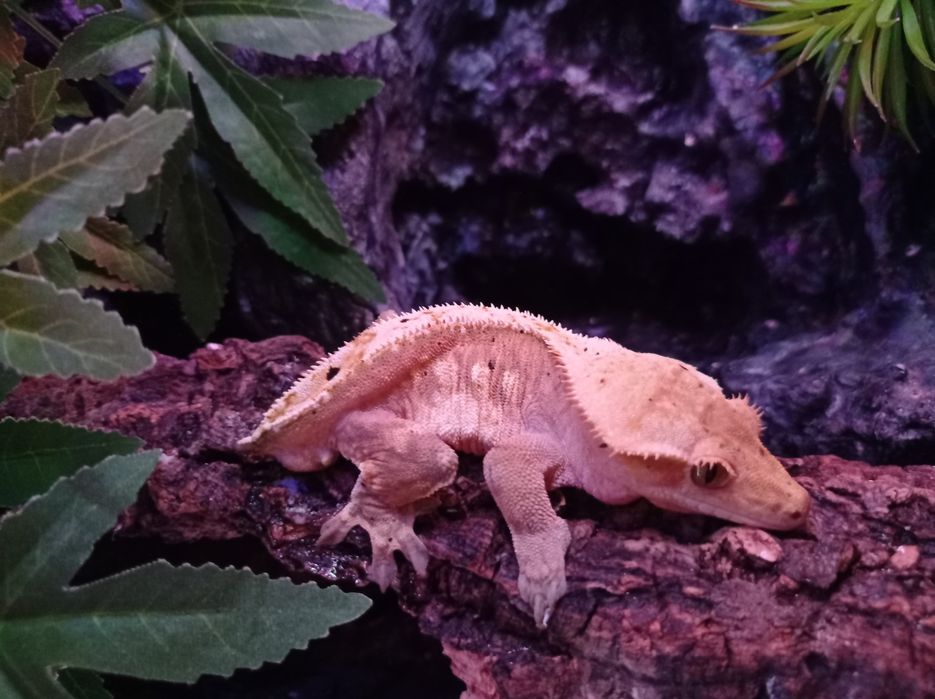 Gekon Orzęsiony Samiec Cream