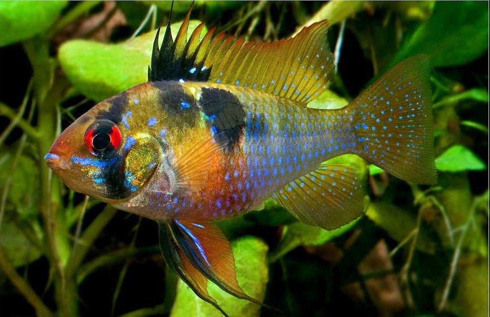 Pielęgniczka Ramireza - 4 cm - Dorosłe - Sklep Zoologiczny ALTUM
