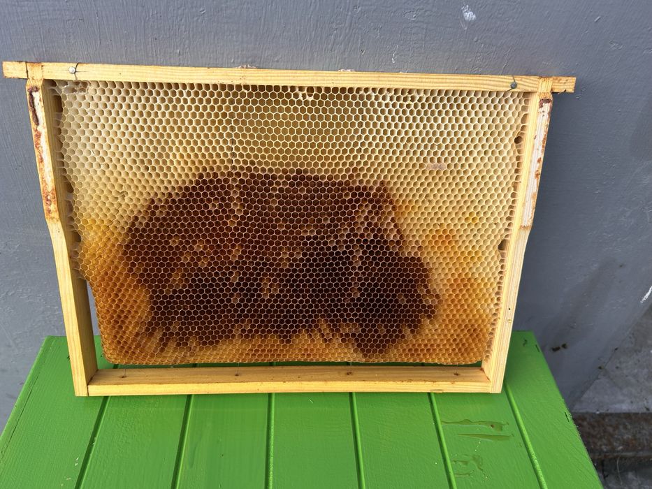 Ramki z suszem pszczelim