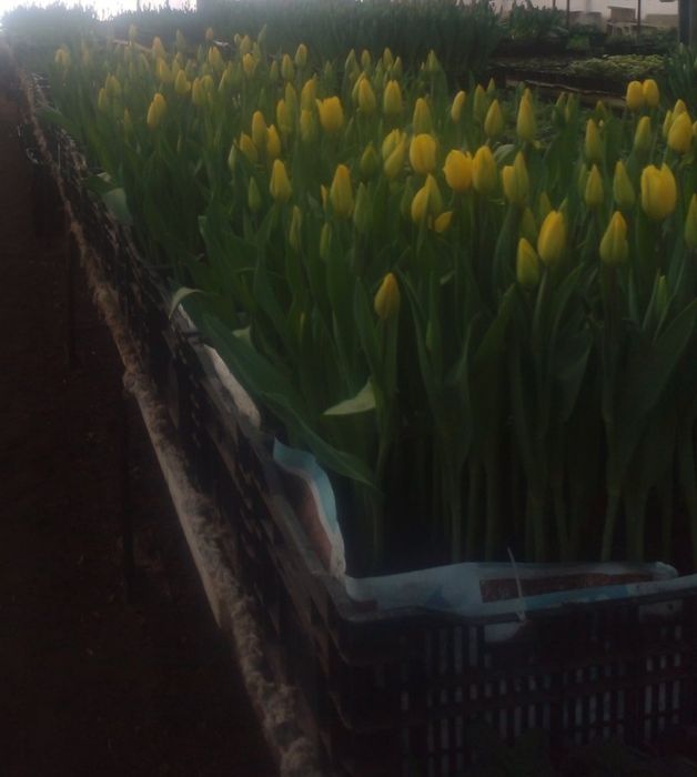 Продам луковицу Голандского тюльпана міх., после выгонки.