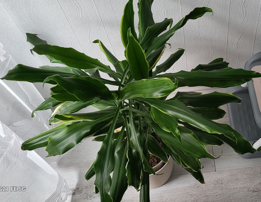 Dracena fragrans golden coast