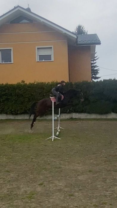 Klacz pełnej krwi angielskiej