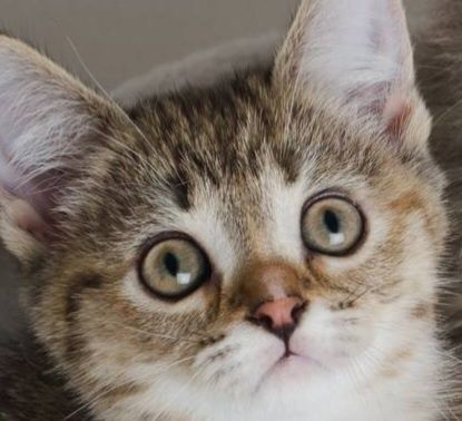 Шотландская прямоухая кошечка